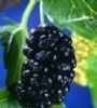 Mulberry Berry Extract  4:1 